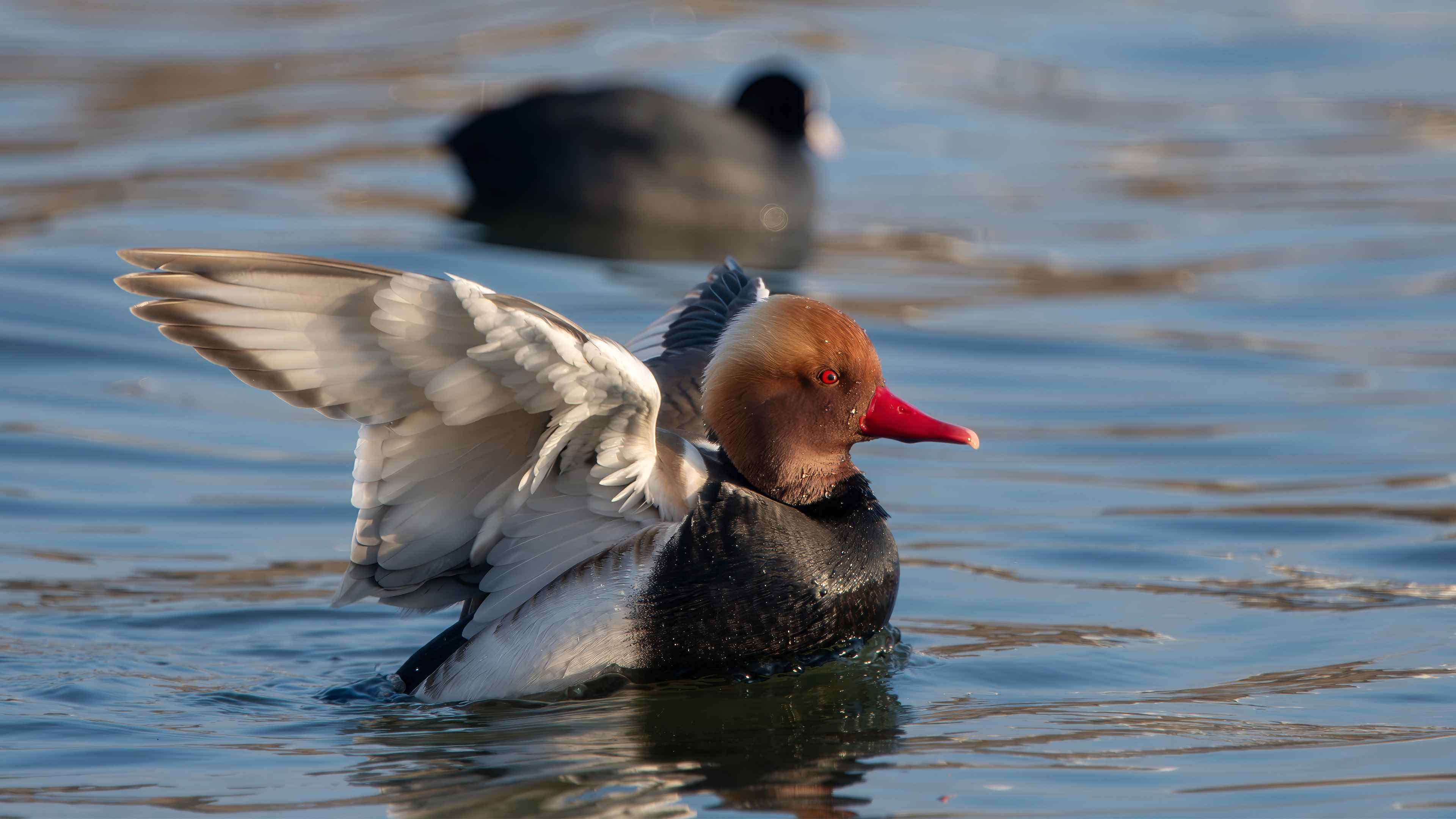 Red-crested Pochard